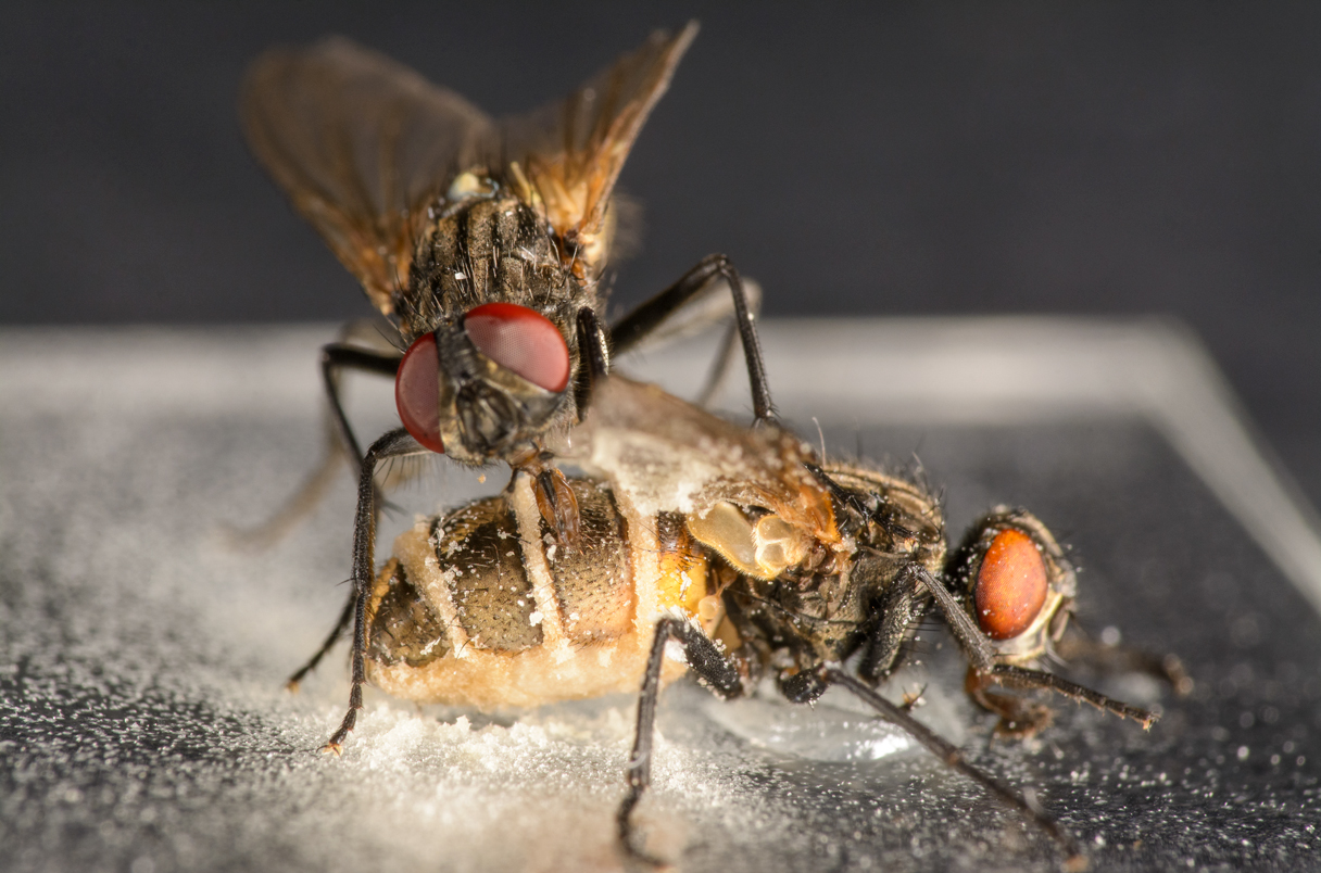 Fungus lures male flies into having sex with dead 
females.
Finding could lead to new ways to control fly 
populations
