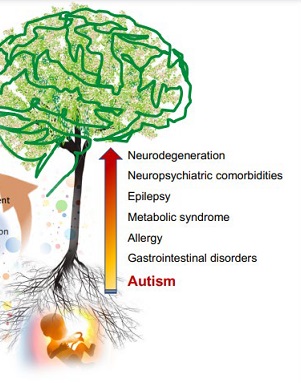 Autism breakthrough: One protein's sweeping influence on development of autism revealed