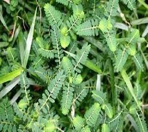 CHANCA PIEDRA, Planta de origen peruano que ayuda en afecciones del riñón