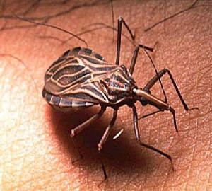 Cómo reconocer el Chipo y cómo prevenir el Mal de Chagas