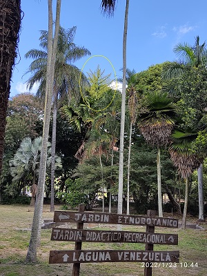 Es una de las palmas más grandes del mundo;  Está 
en Caracas Venezuela, es la planta que produce la 
inflorescencia más 
grande, de 6-8 m de alto. Está floreciendo.