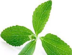 Estevia, planta para mejorar  la salud. Sustituto del azúcar refinado con las 
propiedades del té verde