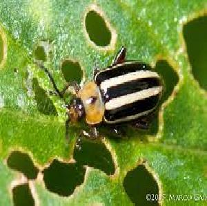 Visit  @MIZA to know The family Chrysomelidae, commonly known as leaf beetles.