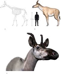 Newly described giraffid species may help trace evolution of giraffe ancestors. Recommended by @mizaucv