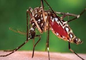 Disease Resistance Successfully Spread from Modified to Wild Mosquitoes