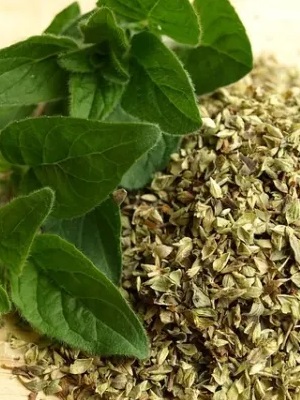 Aceite de Orégano Prensado en Frío