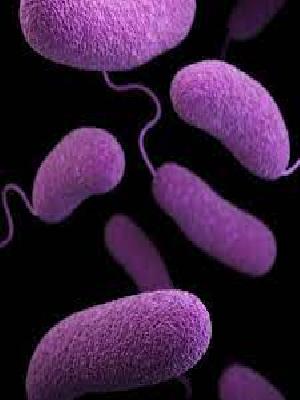 About a dozen Vibrio species can cause human illness, known as vibriosis. 
